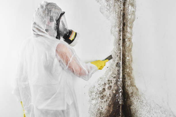 Professional Mold Removal in Lloyd Harbor, NY