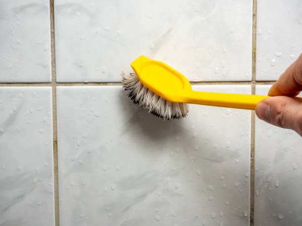 Best Black Mold Removal  in Lloyd Harbor, NY