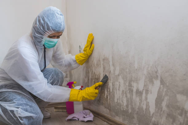 Best Residential Mold Removal  in Lloyd Harbor, NY