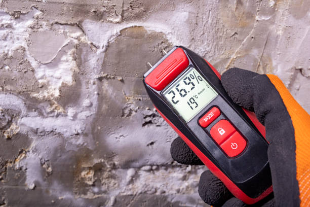 Best Local Mold Removal Service  in Lloyd Harbor, NY