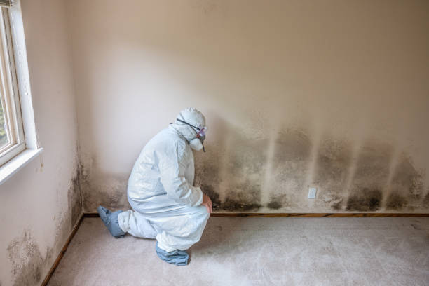 Attic Mold Removal in Lloyd Harbor, NY